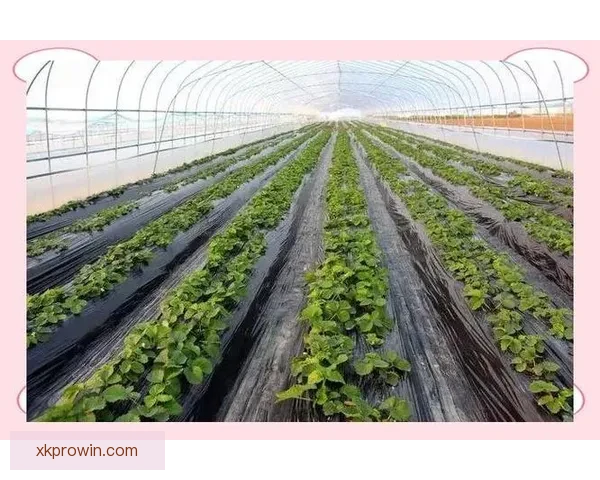 世界杯赛事深度解析与体育竞猜策略全方位指南